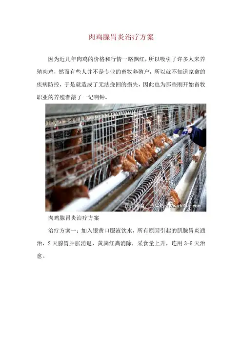肉鸡腺胃炎治疗方案