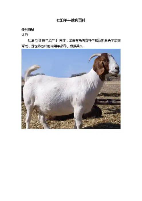 杜泊羊—搜狗百科