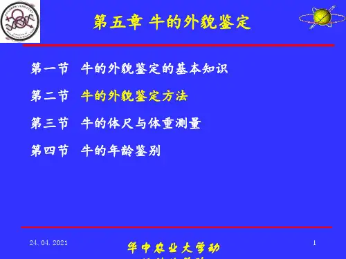 养牛学牛的外貌鉴定 ppt课件