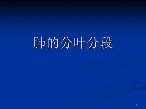 肺的分叶分段ppt课件