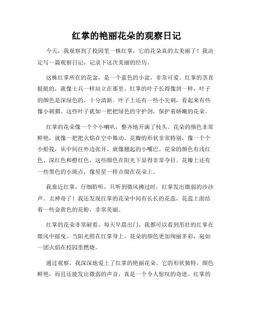 小学三年级作文红掌的艳丽花朵的观察日记