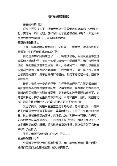 蚕豆的观察日记