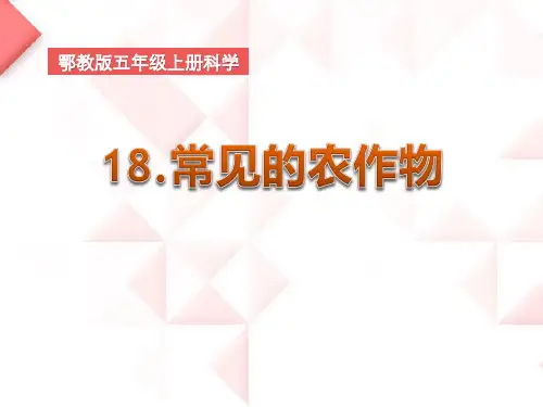 《常见的农作物》农田PPT课件【优秀课件PPT】