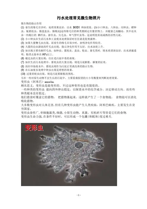 污水处理常见微生物照片
