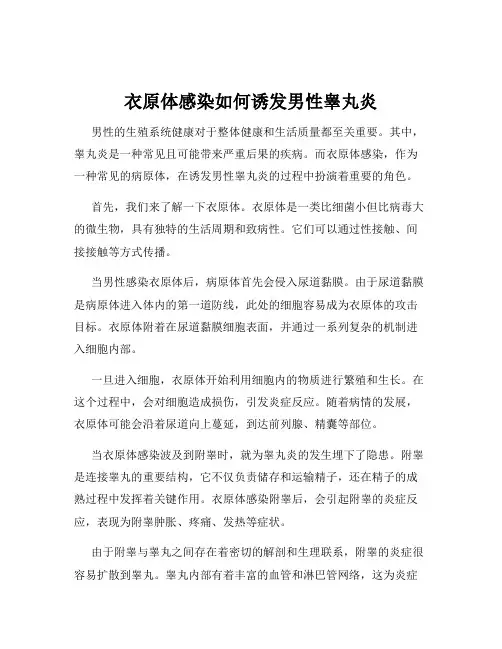 衣原体感染如何诱发男性睾丸炎