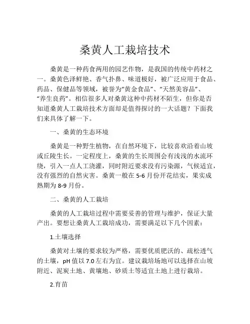 桑黄人工栽培技术
