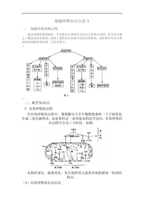 细胞呼吸知识点复习及问题详解