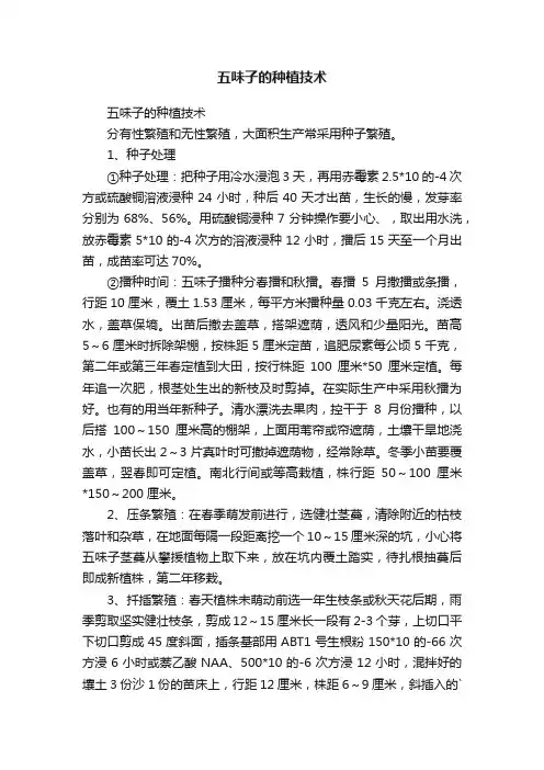 五味子的种植技术