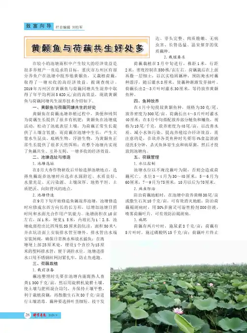 黄颡鱼与荷藕共生好处多