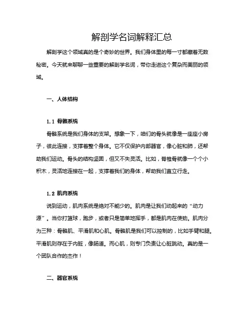 解剖学名词解释汇总