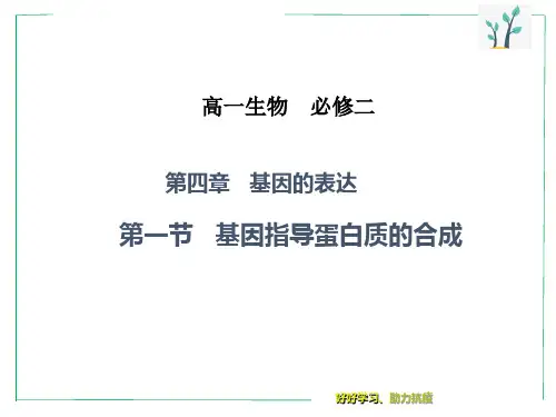 人教版必修二基因指导蛋白质合成