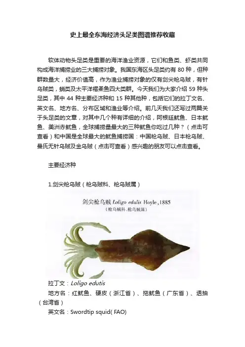 史上最全东海经济头足类图谱推荐收藏