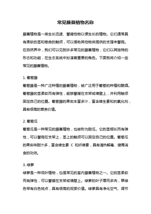常见藤蔓植物名称