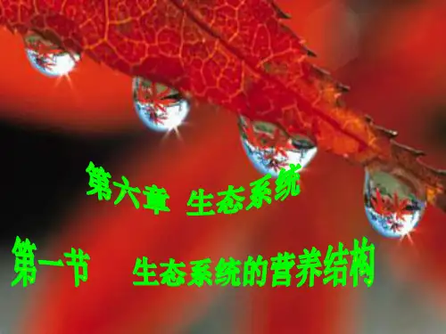 生态系统的营养结构1