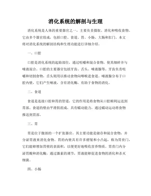 消化系统的解剖与生理
