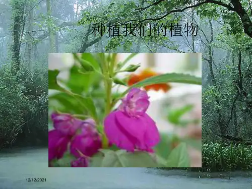 三年级科学下册 植物的生长变化 2《种植我们的植物》课件