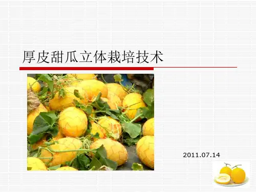 厚皮甜瓜立体栽培PPT课件