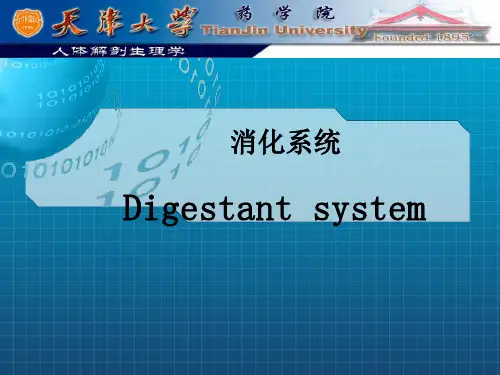 《消化解剖生理》PPT课件