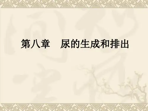 尿的生成和排出