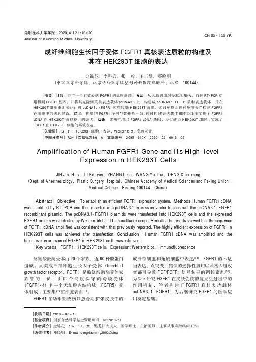 成纤维细胞生长因子受体fgfr1真核表达质粒的构建及其在hek293t细胞的表达