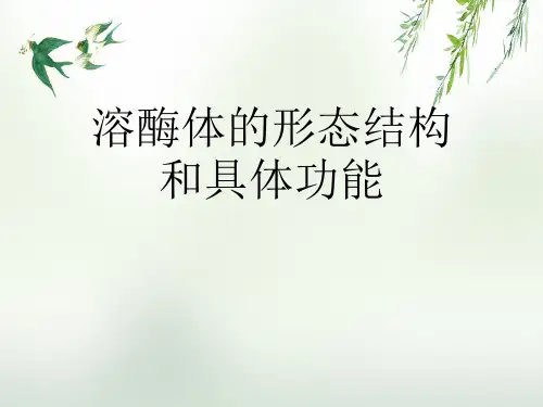 溶酶体的形态结构和具体功能