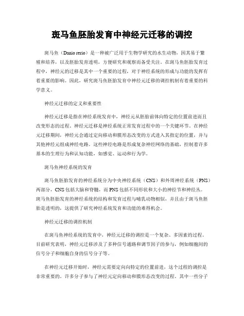斑马鱼胚胎发育中神经元迁移的调控