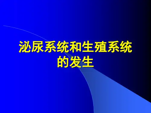 泌尿生殖发生PPT课件