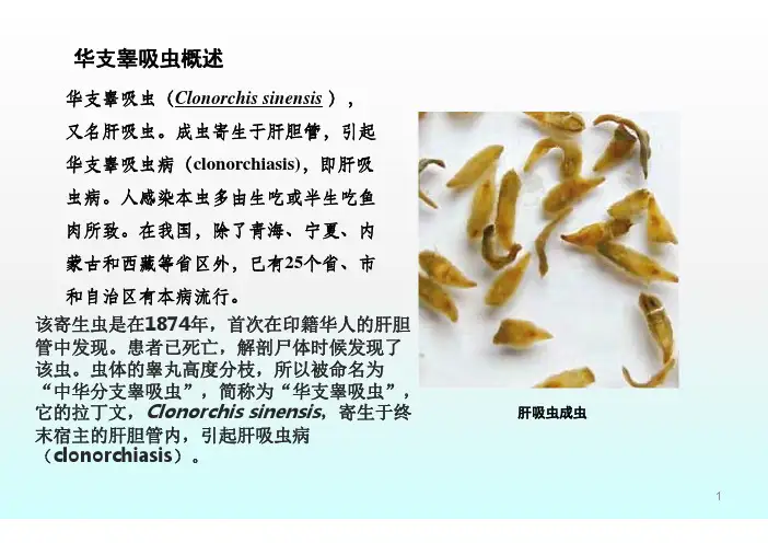 华支睾吸虫PPT