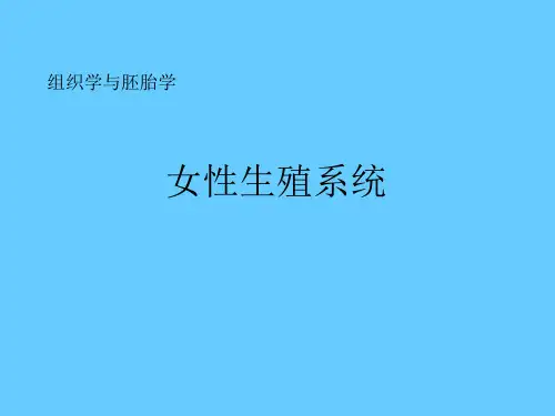 组织学与胚胎学之女性生殖系统