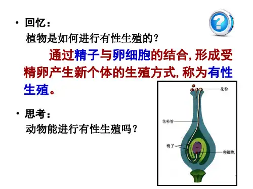 动物的有性生殖ppt课件