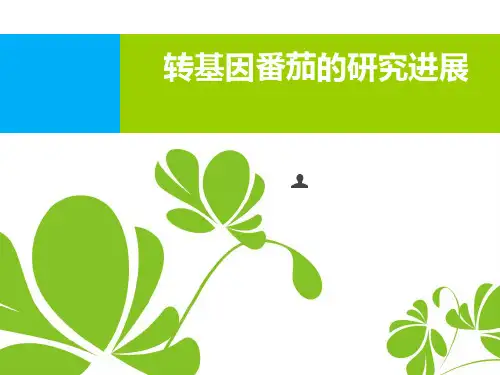 转基因番茄的研究进展