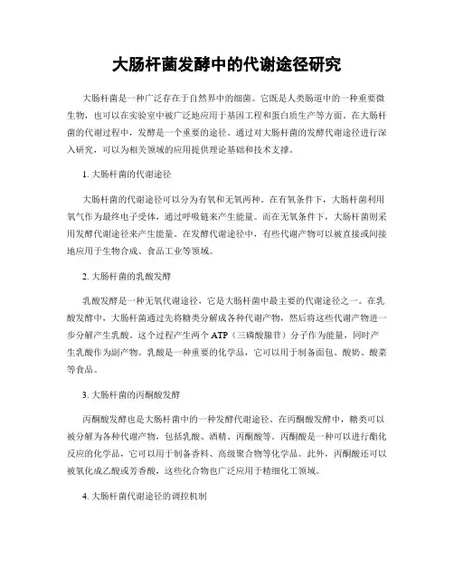 大肠杆菌发酵中的代谢途径研究