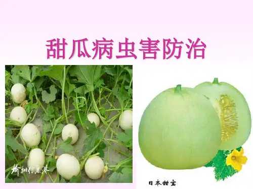 甜瓜病虫害防治大全