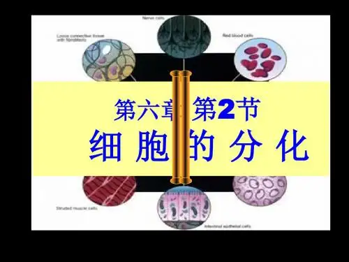 人教版高一年级生物必修一：第6章第2节 细胞分化 课件 (共24张PPT)