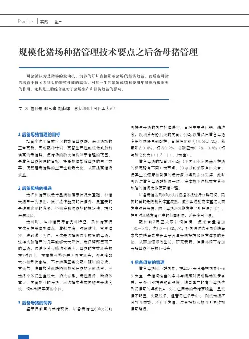 规模化猪场种猪管理技术要点之后备母猪管理