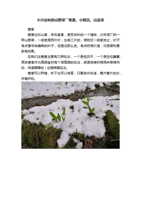 小兴安岭的山野菜――寒葱、小根蒜、山韭菜