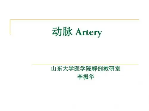 动脉PPT课件