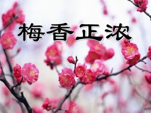 《梅香正浓》PPT课件2 (共17张PPT)