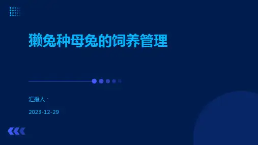 獭兔种母兔的饲养管理