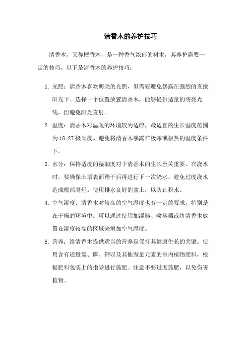 清香木的养护技巧