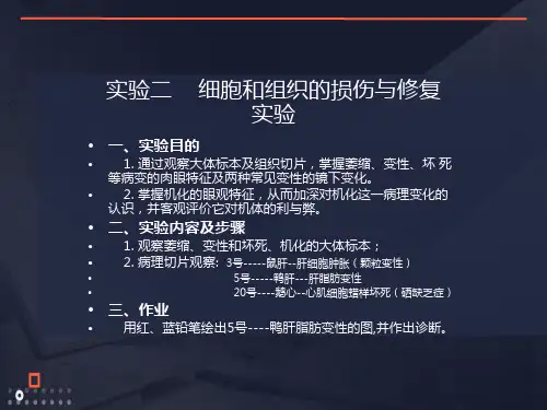 实验二细胞和组织的损伤与修复实验