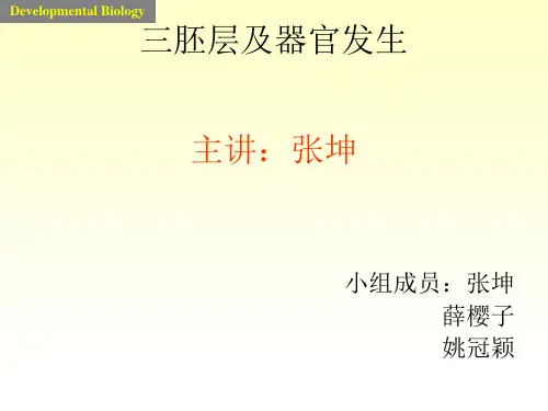 三胚层分化