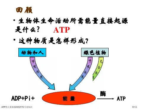 ATP的主要来源细胞呼吸专业知识