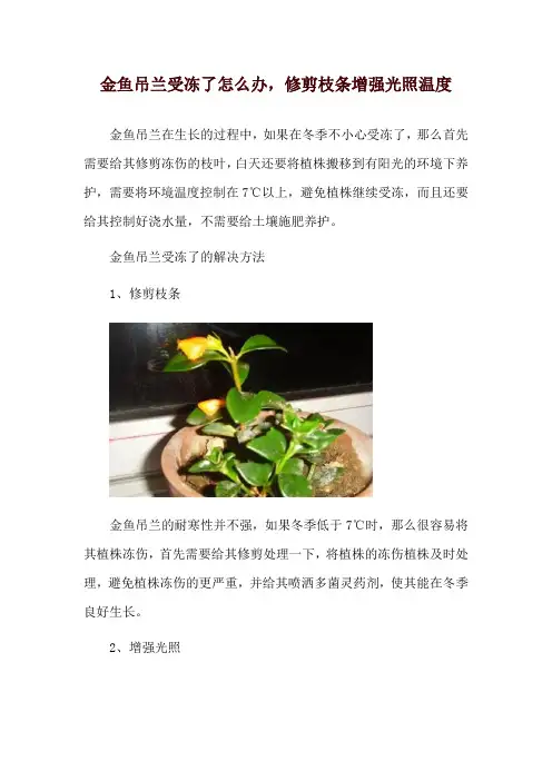 金鱼吊兰受冻了怎么办,修剪枝条增强光照温度