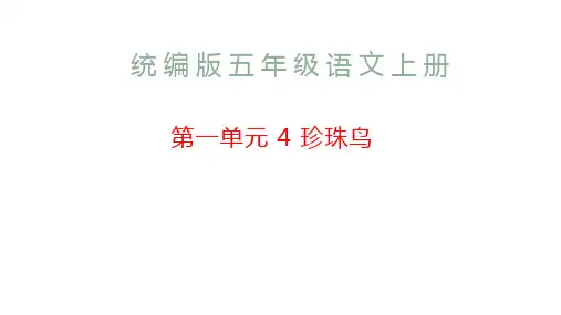 珍珠鸟ppt课件