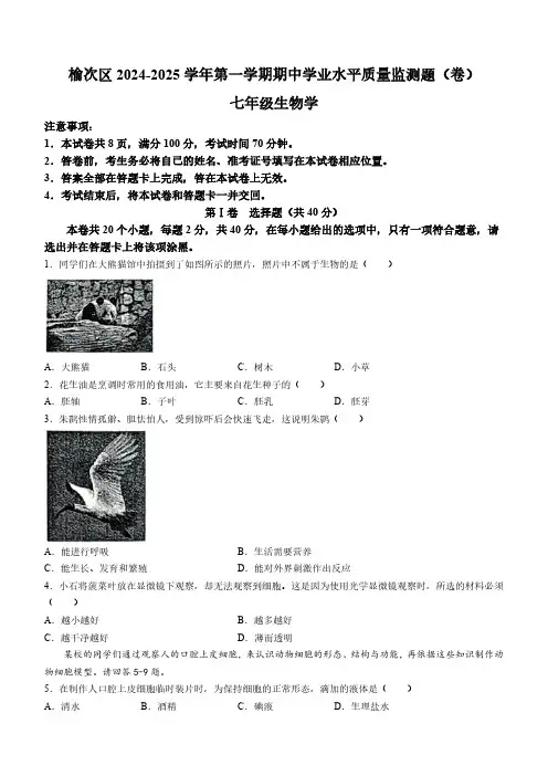 山西省晋中市榆次区2024-2025学年七年级上学期期中生物学试题(含答案)