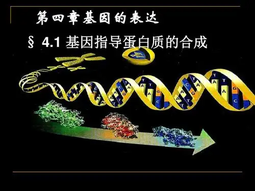 第四章第一节基因的表达