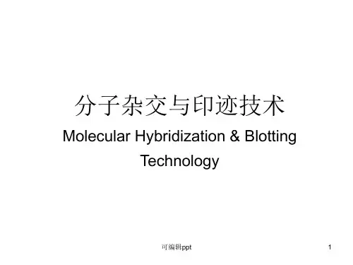 自学内容2分子杂交技术