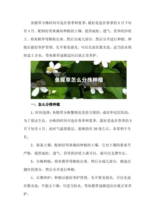 鱼腥草怎么分株种植,北方可以种吗