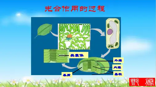人教版必修一生物课件--5.4光合作用的过程(共11张PPT)
